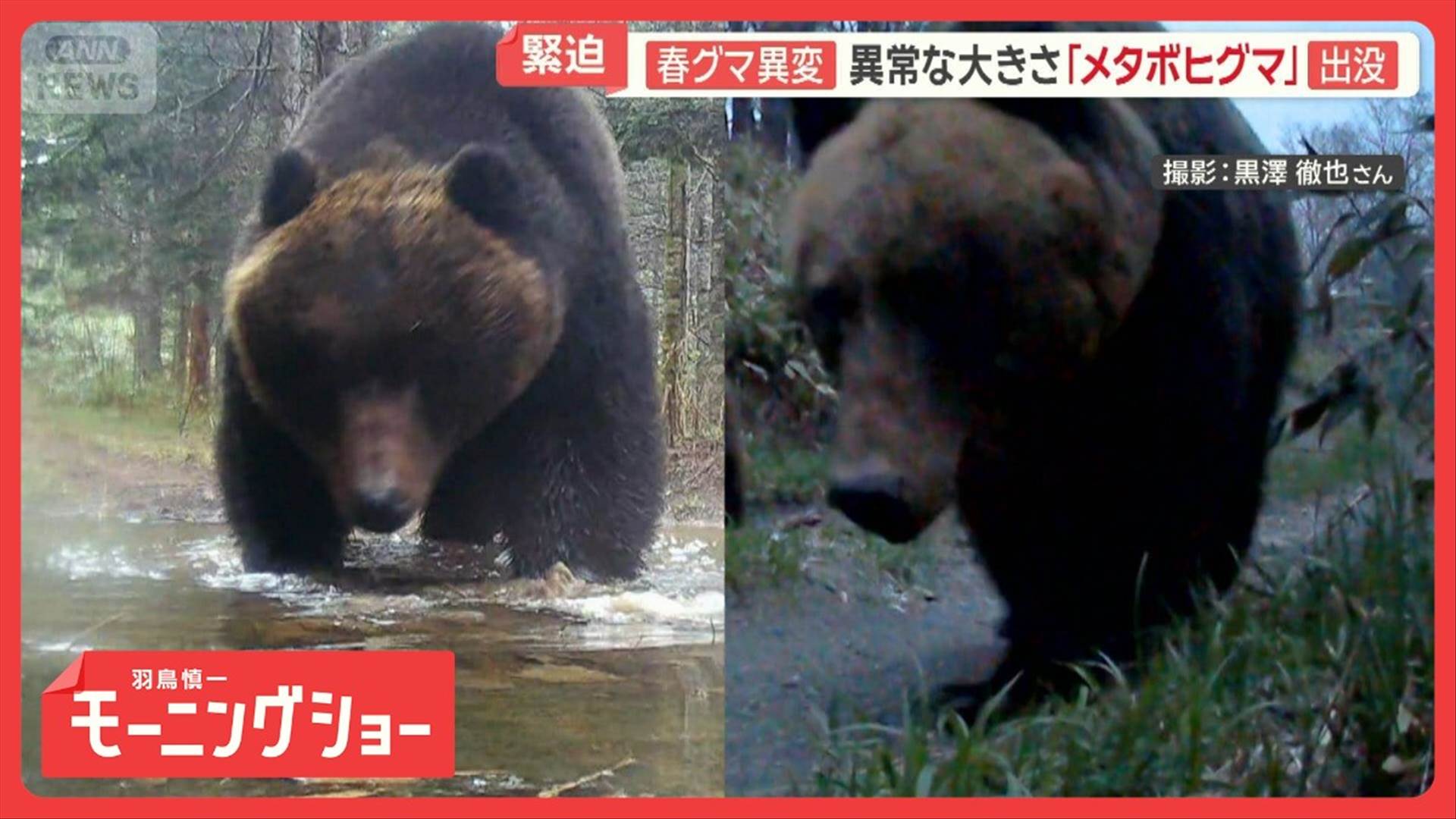 北海道の大型ヒグマの報道イメージ