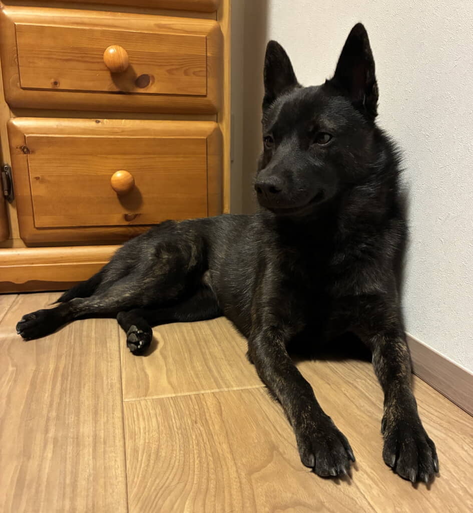 成長した子犬の現在の姿